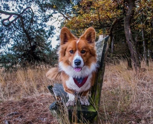 De schattigste hond allertijden