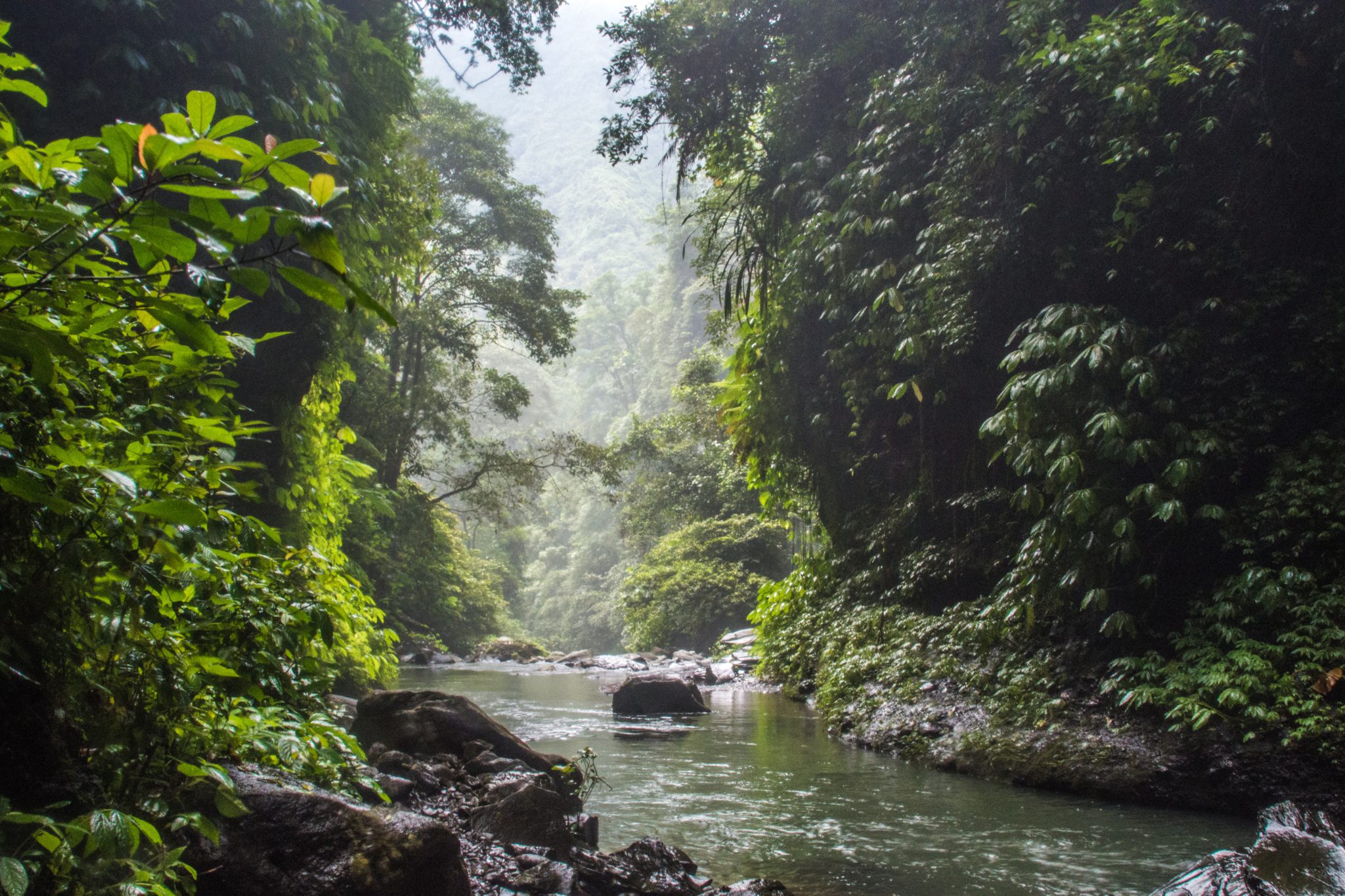 De jungle rond de watervallen van Sekumpul in het noorden van Bali.
