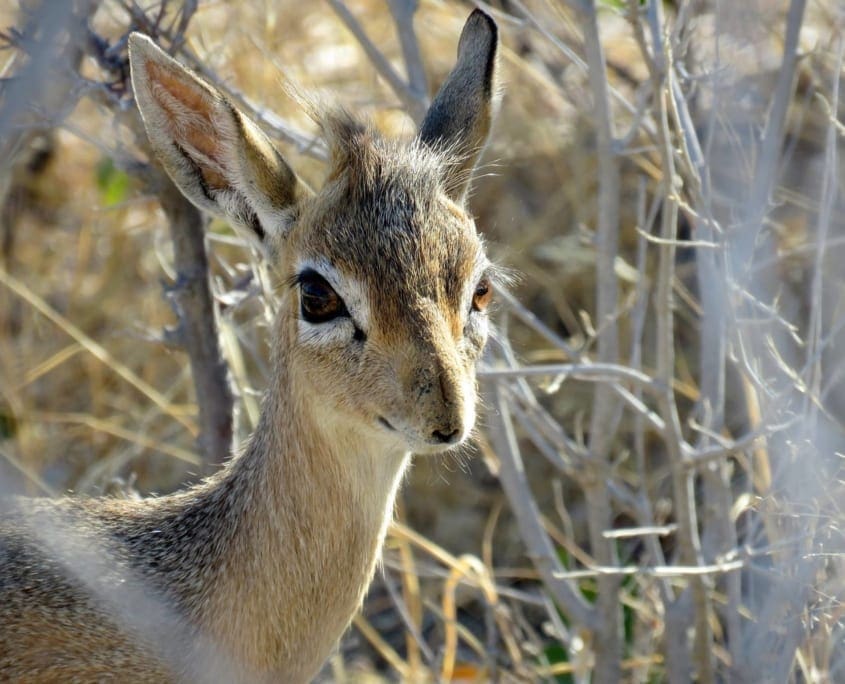 Dikdik - hoe schattig