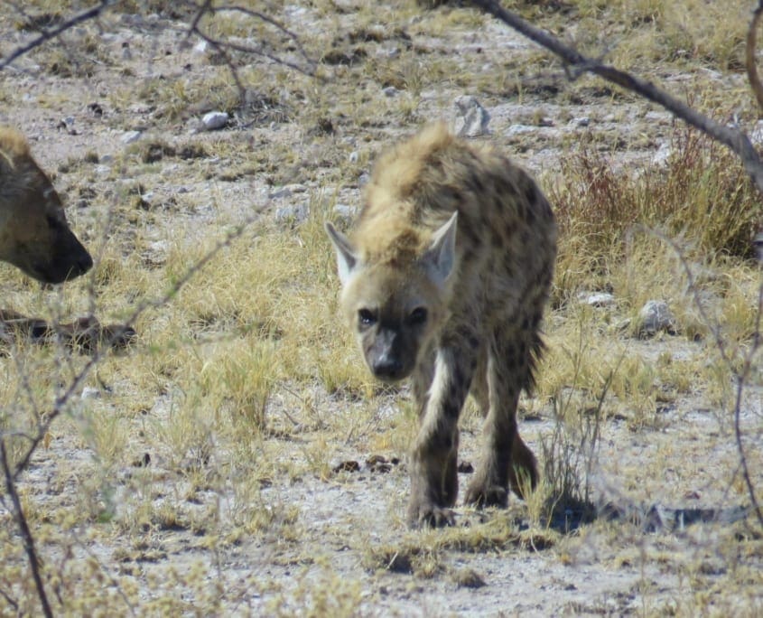 Gevlekte hyena