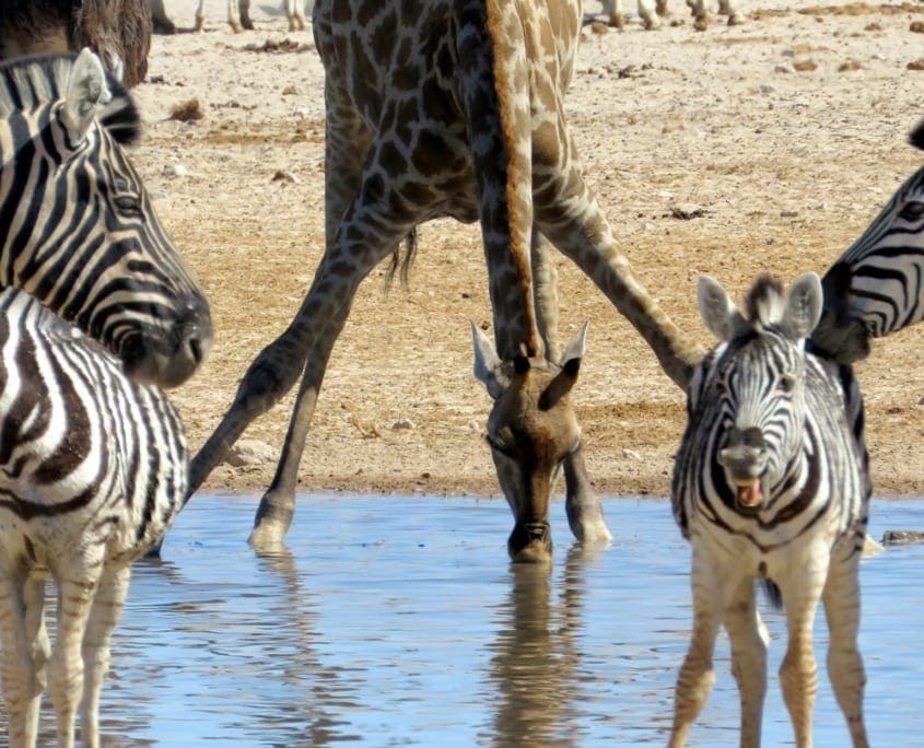 Giraffe en zebra's