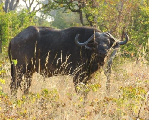Kaapse buffel