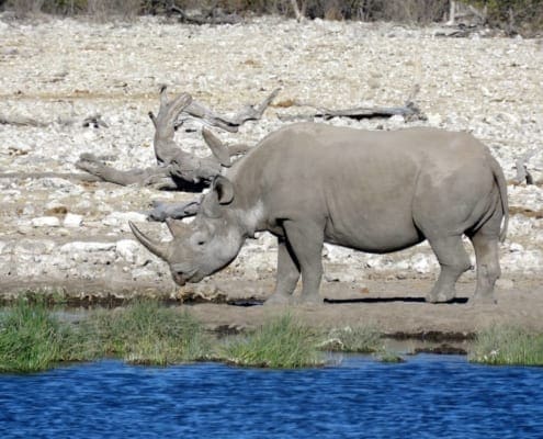 Zwarte neushoorn