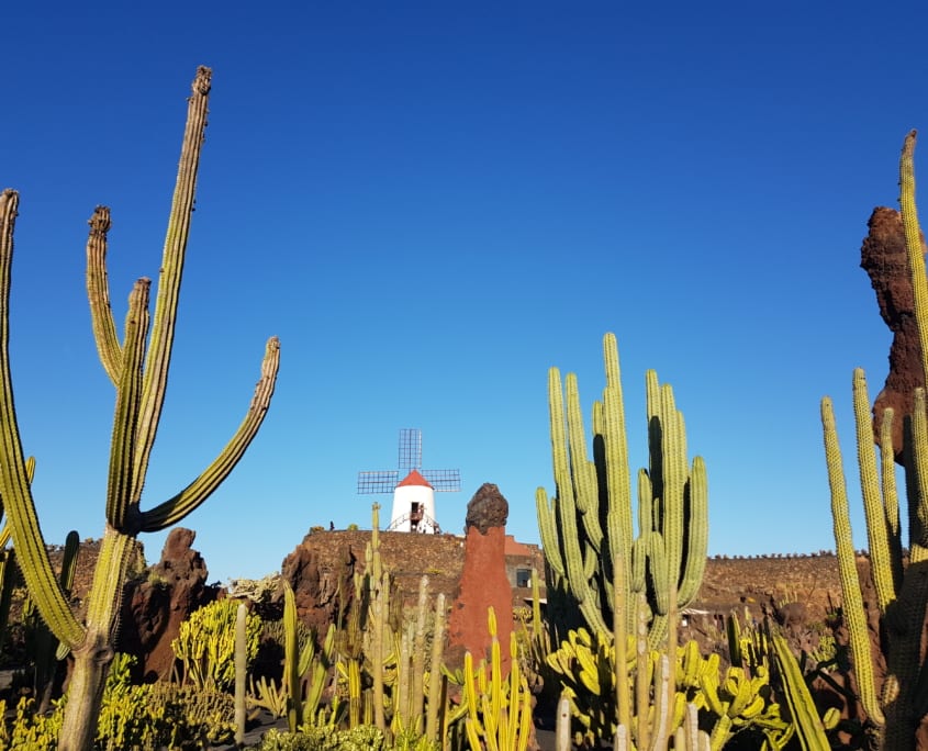 Jardin de Cactus op Lanzarote