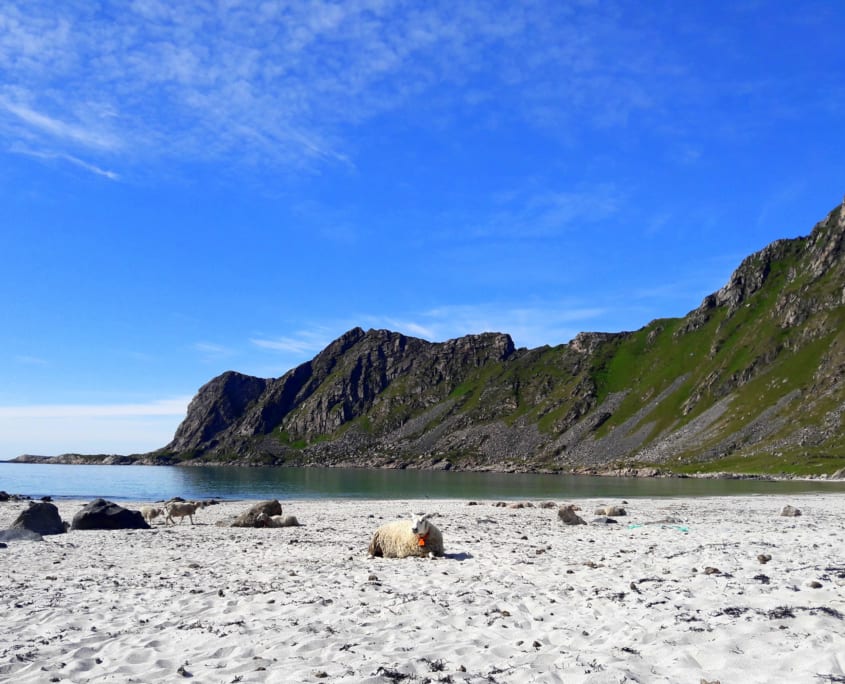 Zonnebadende schaapjes op het Høyvika strand