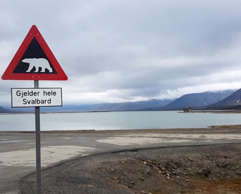 Pas op voor ijsberen op Spitsbergen