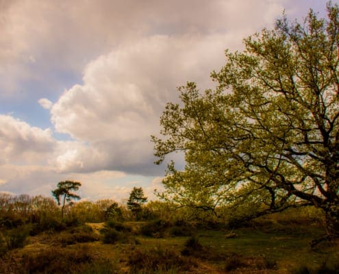 Het uitzicht bovenop de Heumense Schans.