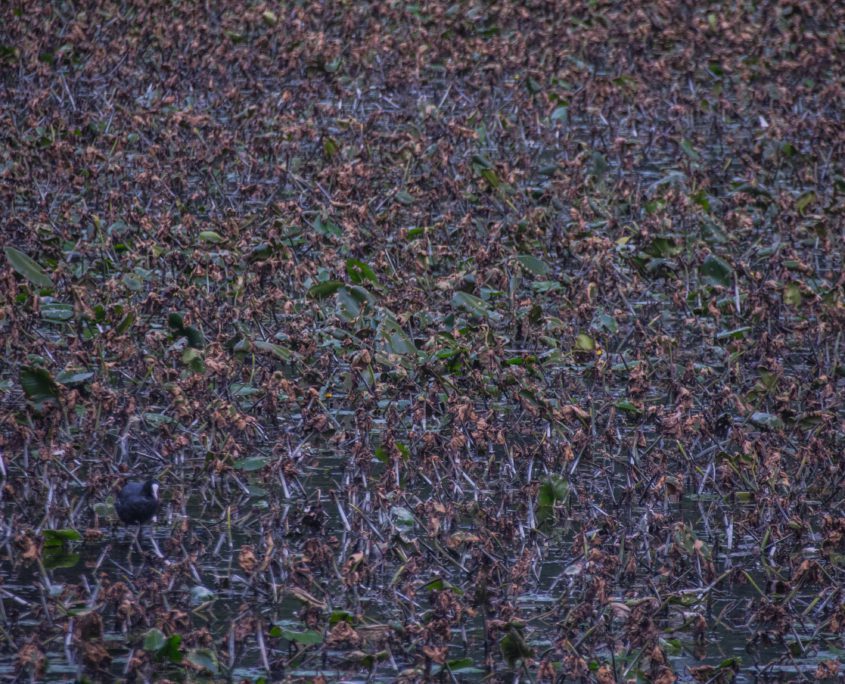 Op deze foto van de moerassen van Condette staan meerdere watervogels. Succes met zoeken!