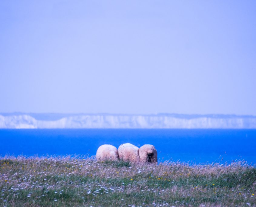 Vanaf Cap Griz-Nez heb je een mooi uitzicht op die andere krijtrotsen: die bij Dover. En op schapenkonten.