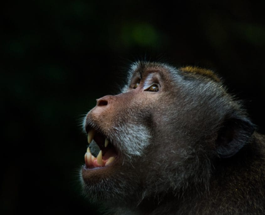 De Balinese Langstaartmakaak. Je komt 'm overal tegen, deze kleine vriend.
