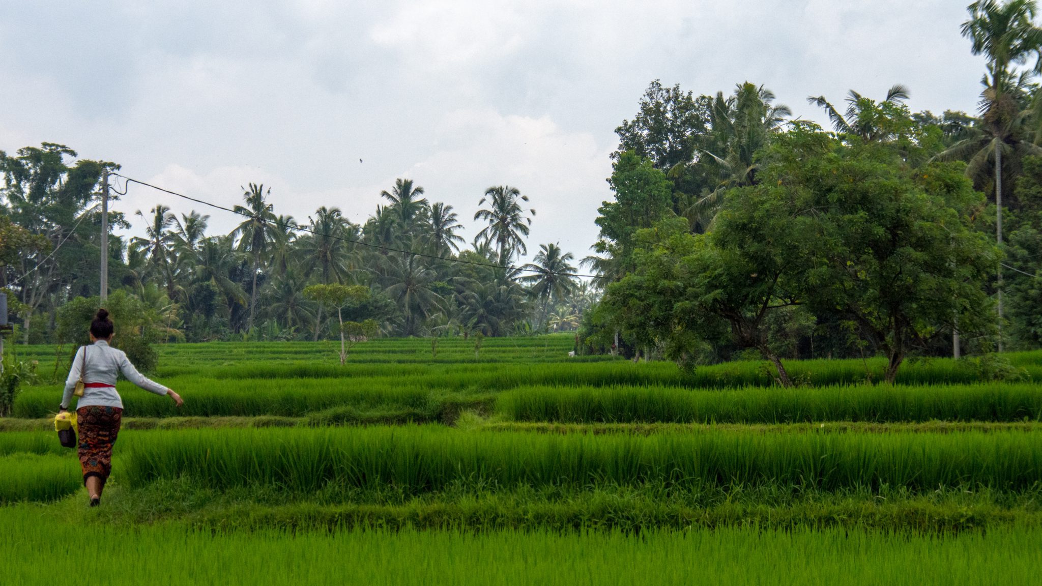 Naast de toeristische sector is de agrarische sector van groot belang voor Bali.