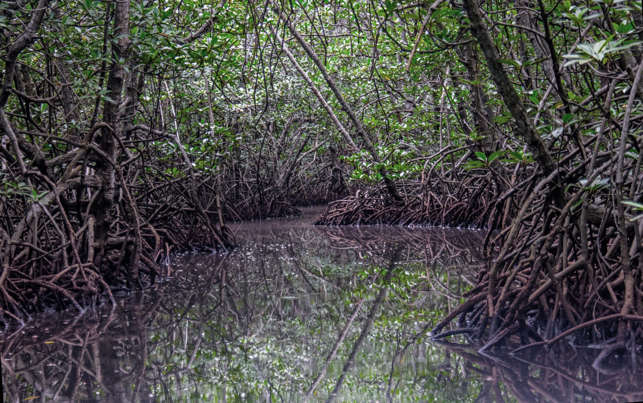 De mangroves van Nusa Lembongan zijn zo'n oase van rust!