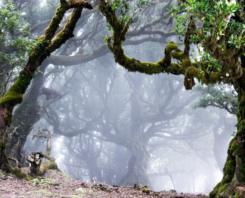 Fanal: één van de mooiste bossen die ik ooit zag.