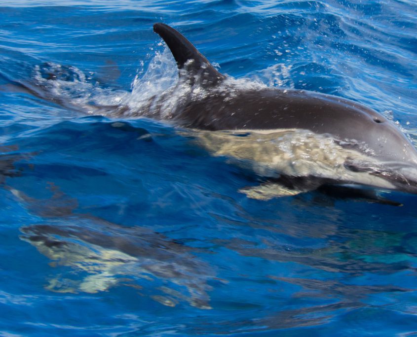 Nieuwsgierig als ze zijn, komen de dolfijnen bijna tot ín je bootje!